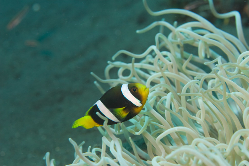 Sebae Anemonefish