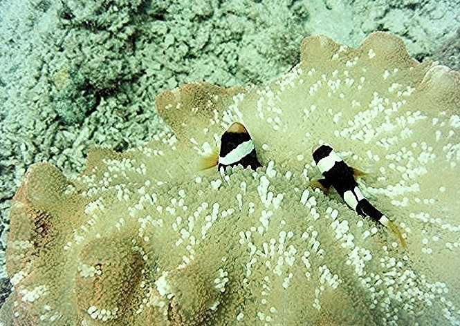 Sebae Anemonefish