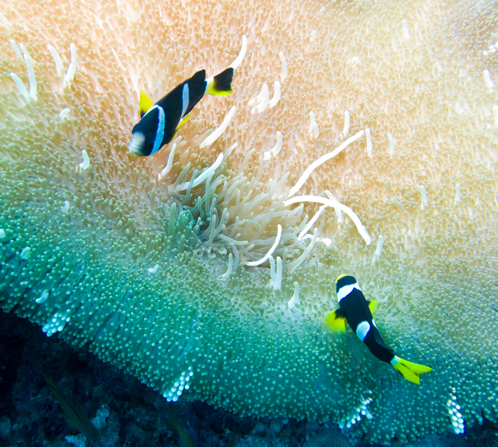 Sebae Anemonefish