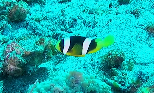 Sebae Anemonefish