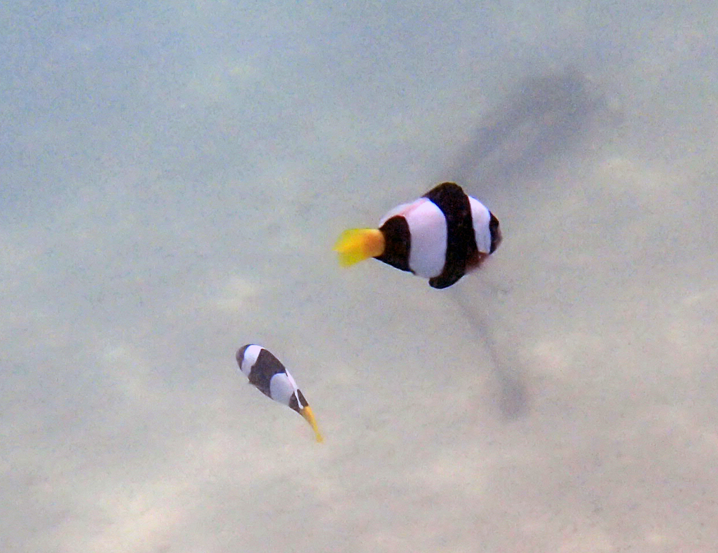Sebae Anemonefish