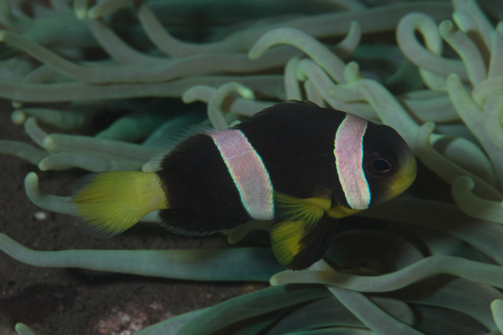 Sebae Anemonefish