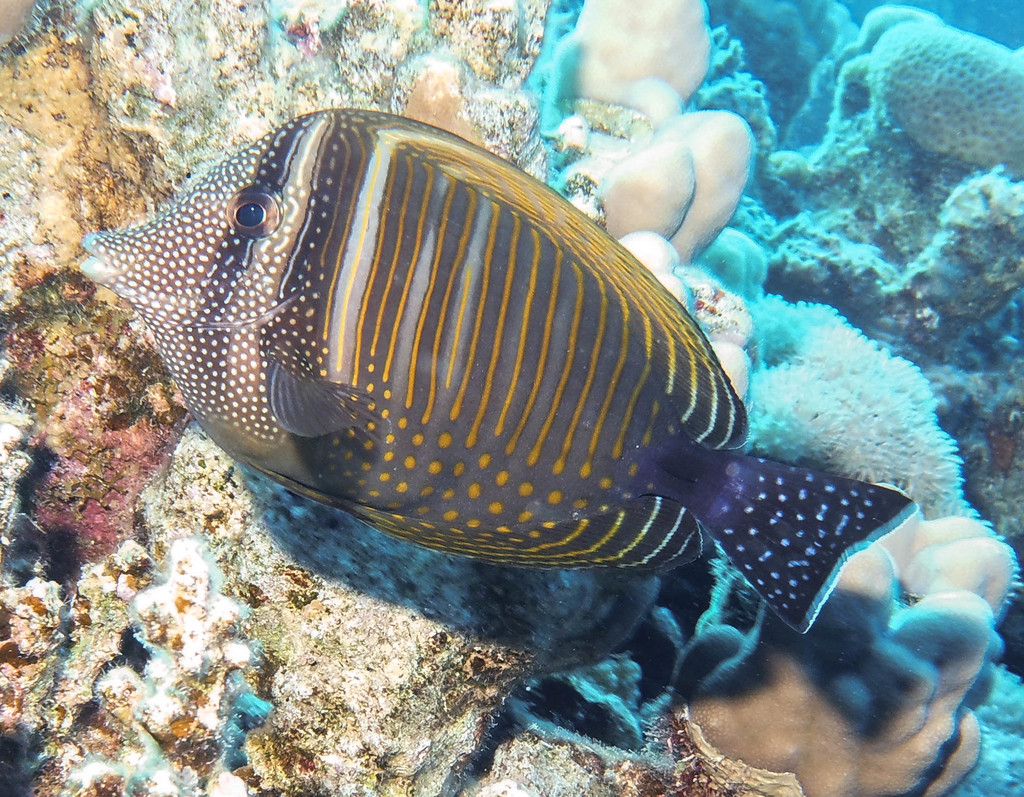 Indian Sailfin Tang