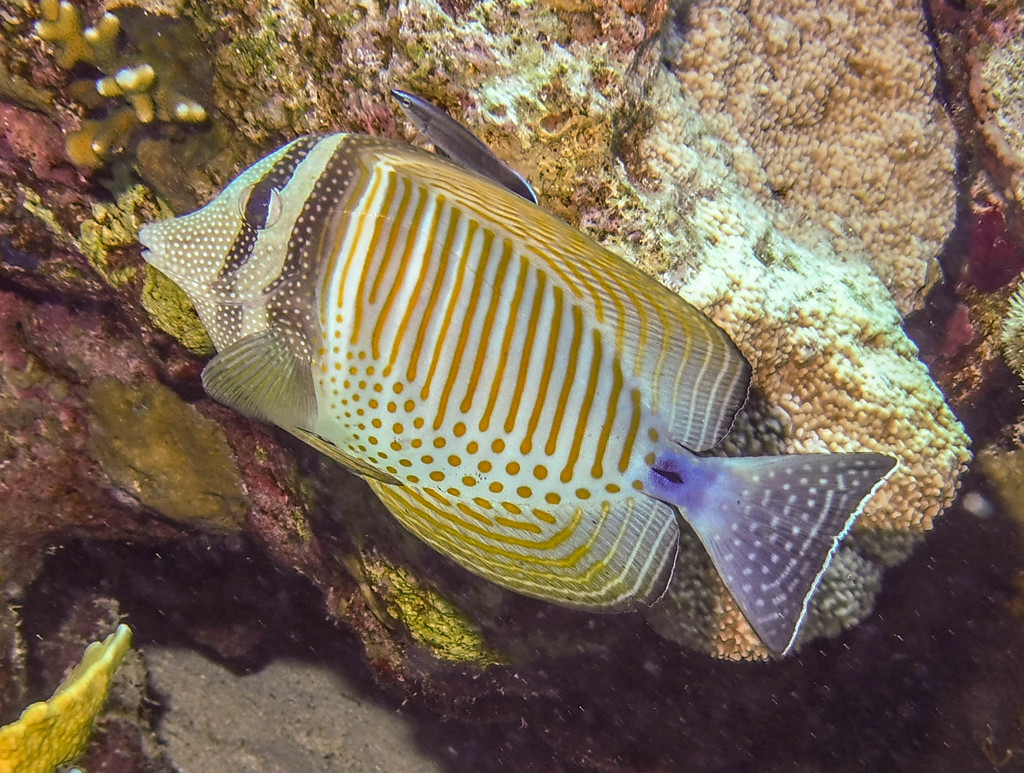 Indian Sailfin Tang