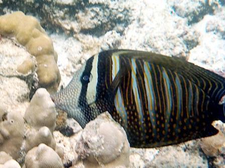 Indian Sailfin Tang