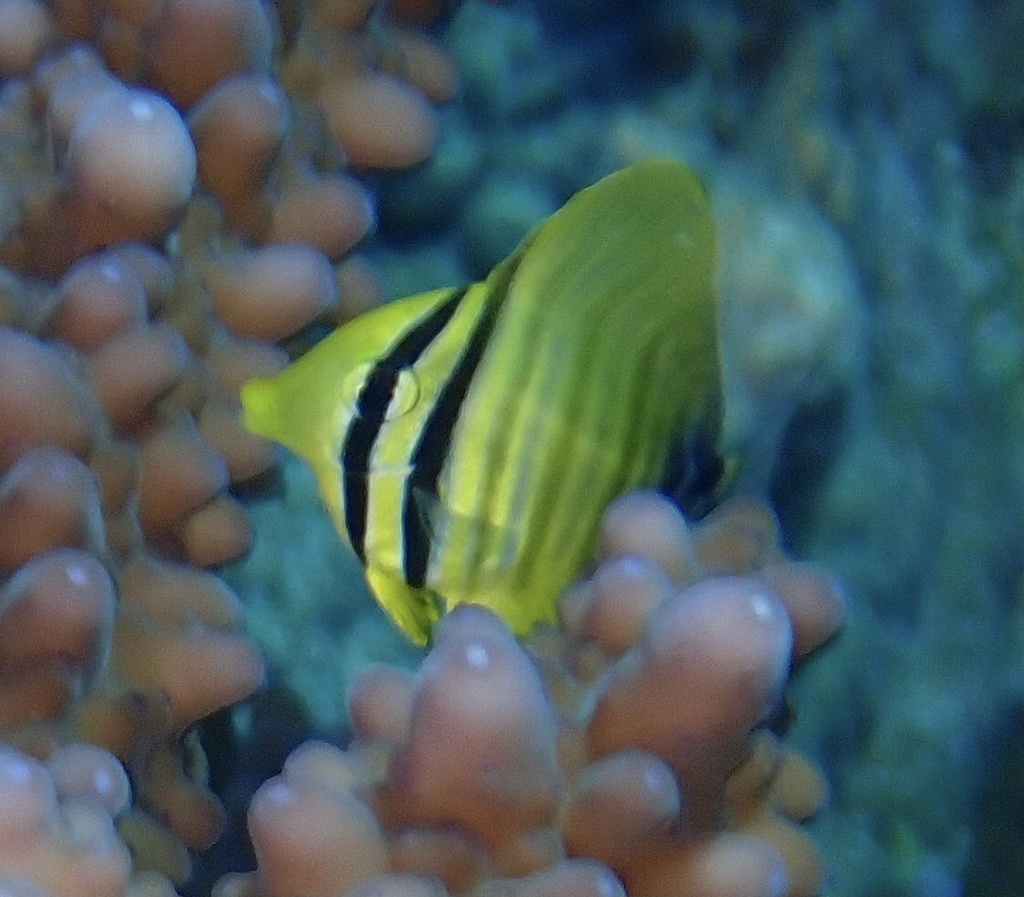 Indian Sailfin Tang