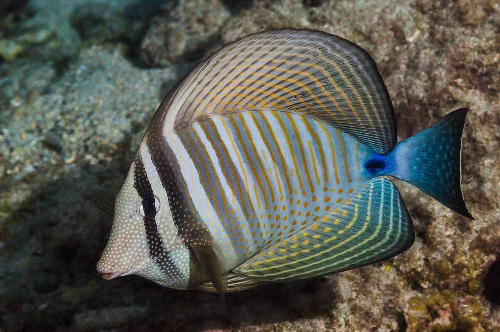 Indian Sailfin Tang