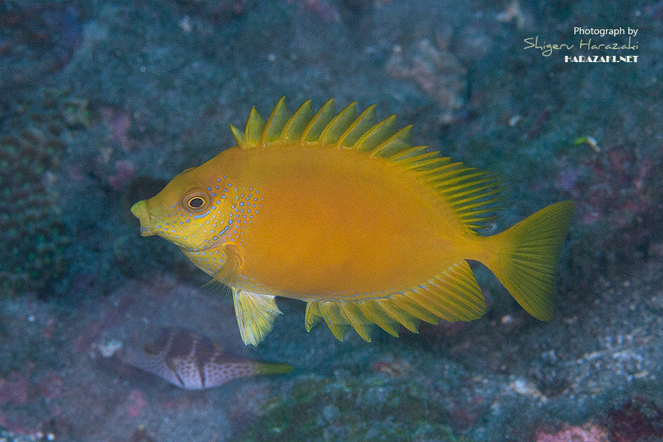 Coral Rabbitfish