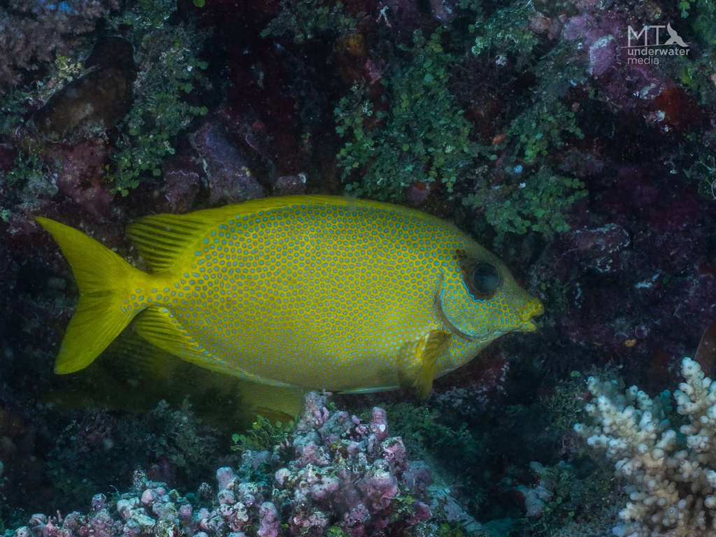 Coral Rabbitfish