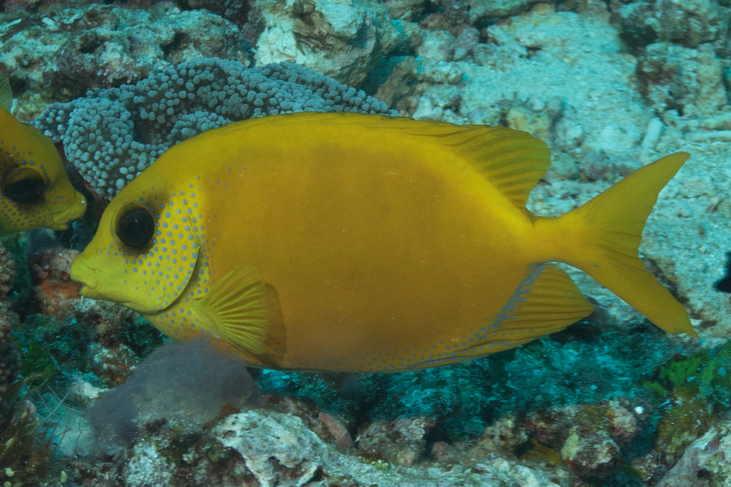 Coral Rabbitfish