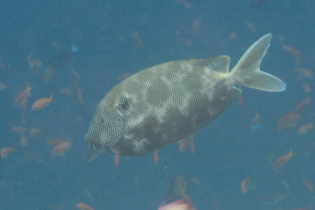 Honeycomb Rabbitfish