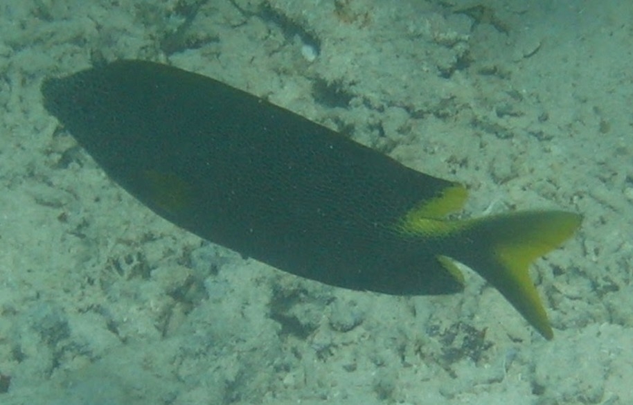 Honeycomb Rabbitfish