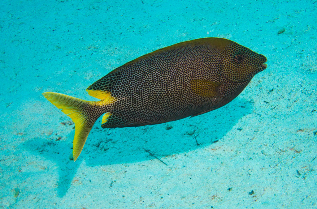 Honeycomb Rabbitfish
