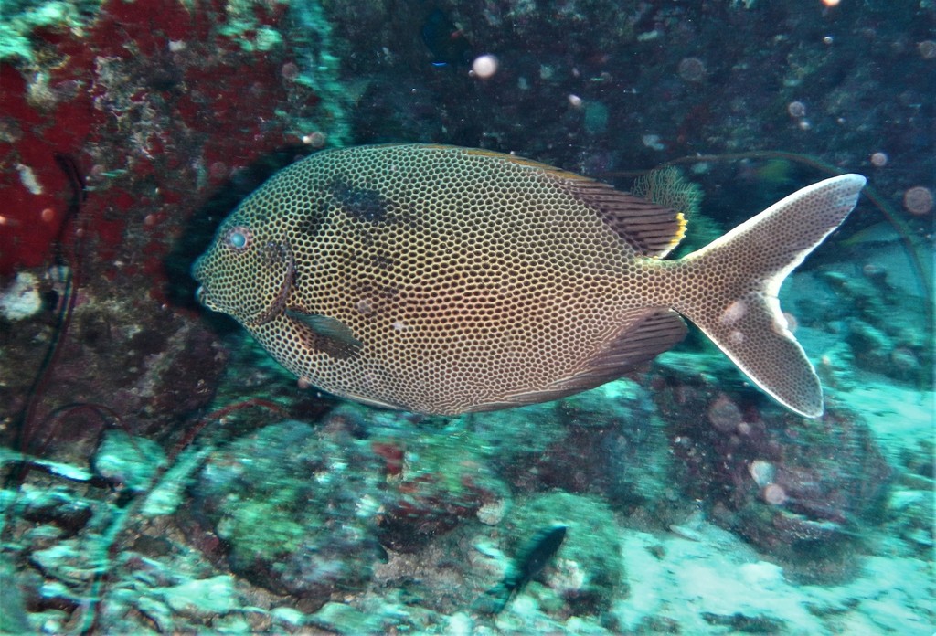 Honeycomb Rabbitfish