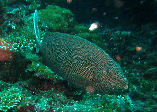 Honeycomb Rabbitfish