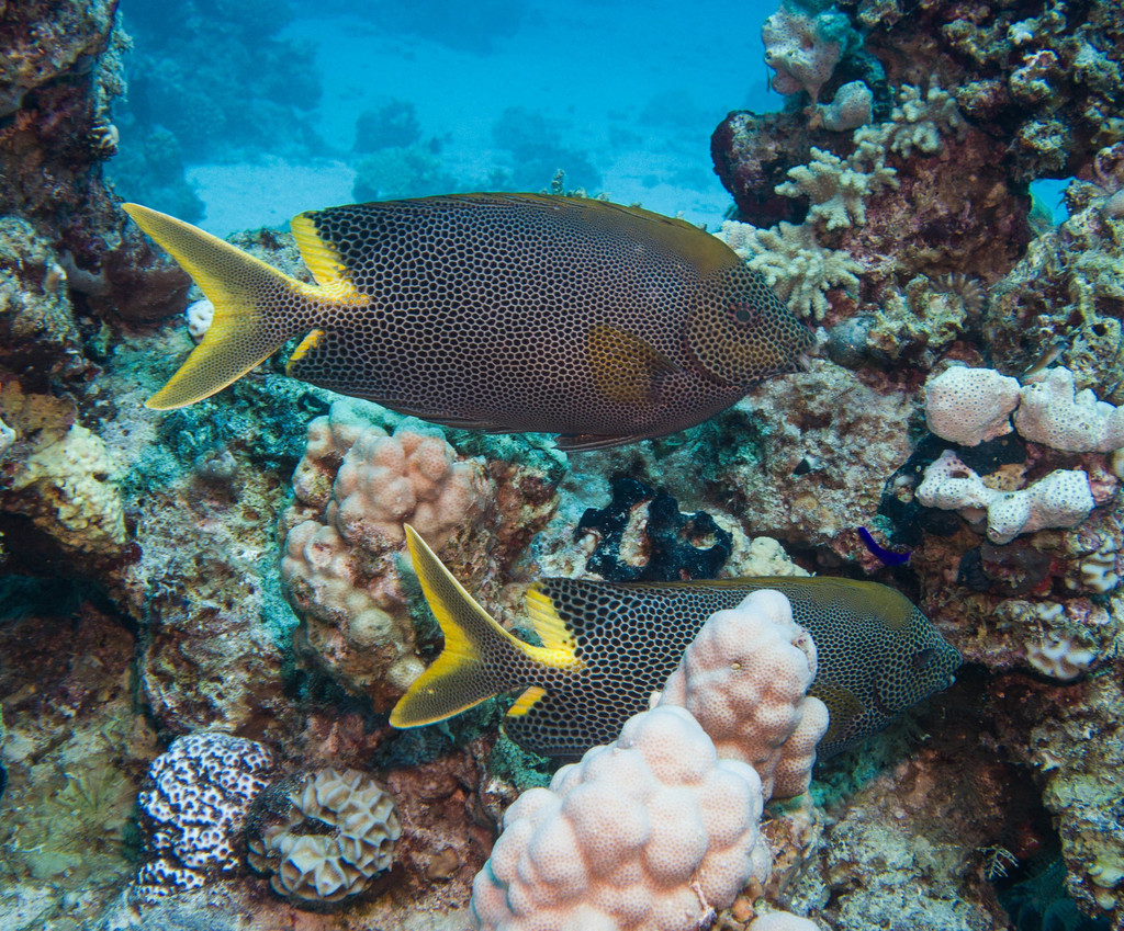 Honeycomb Rabbitfish