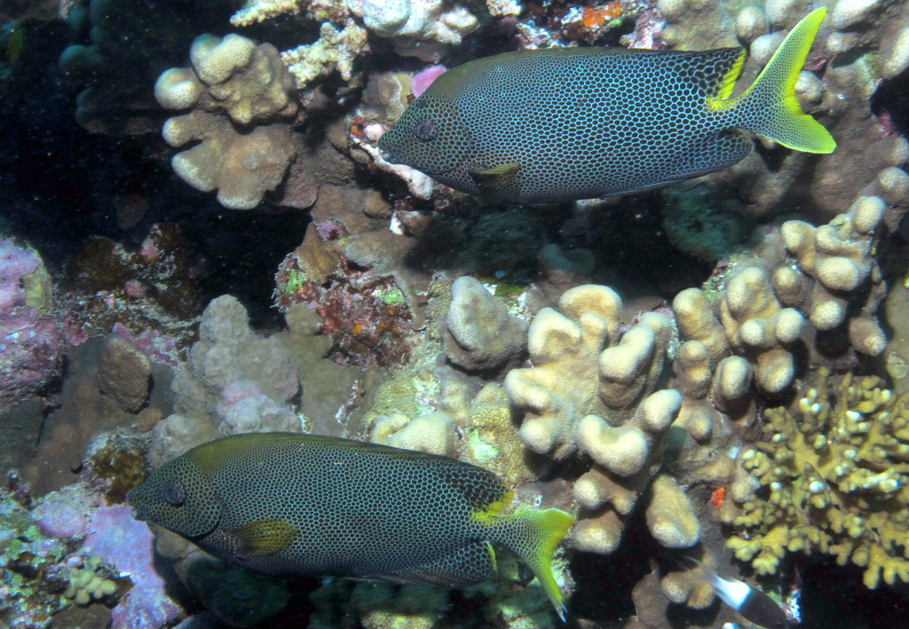 Honeycomb Rabbitfish