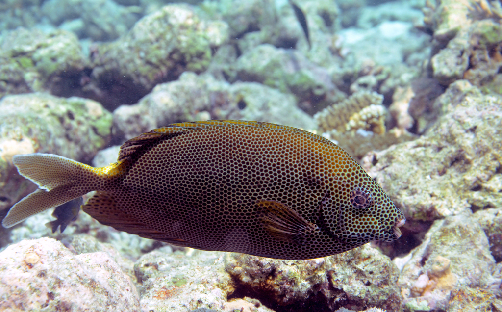 Honeycomb Rabbitfish