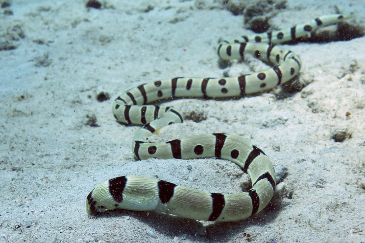 Banded Snake Eel