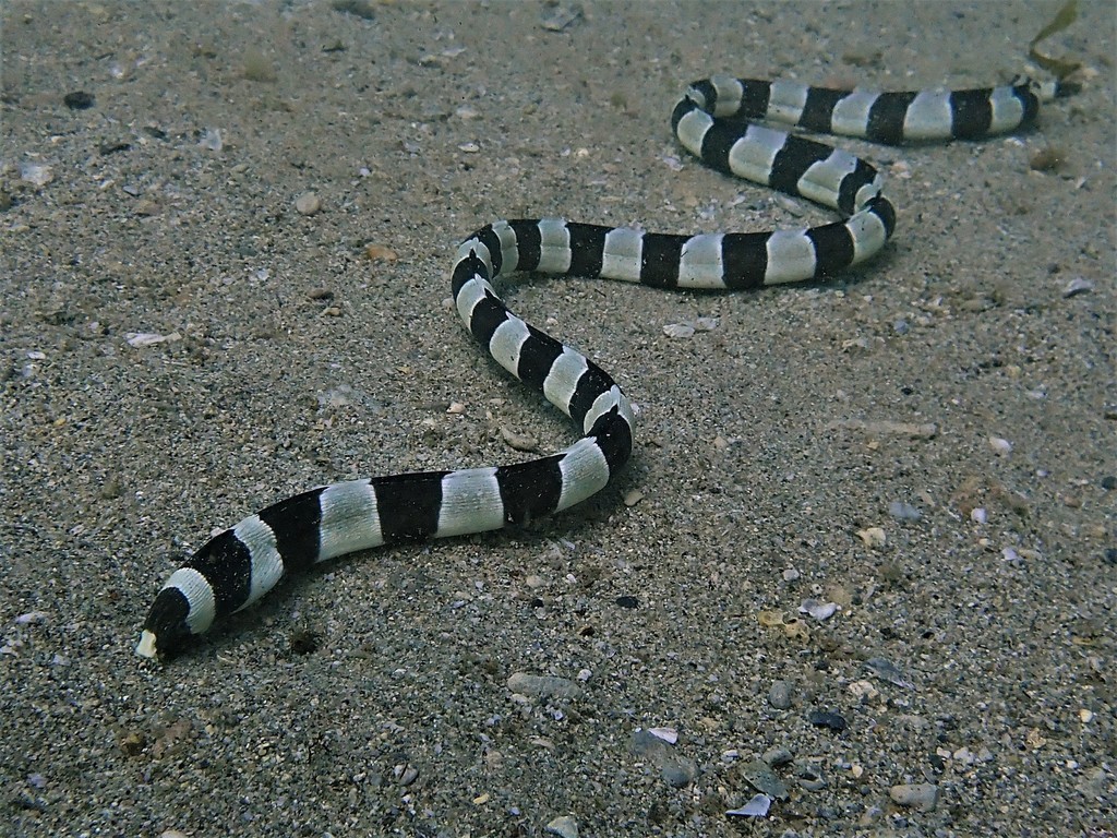 Banded Snake Eel