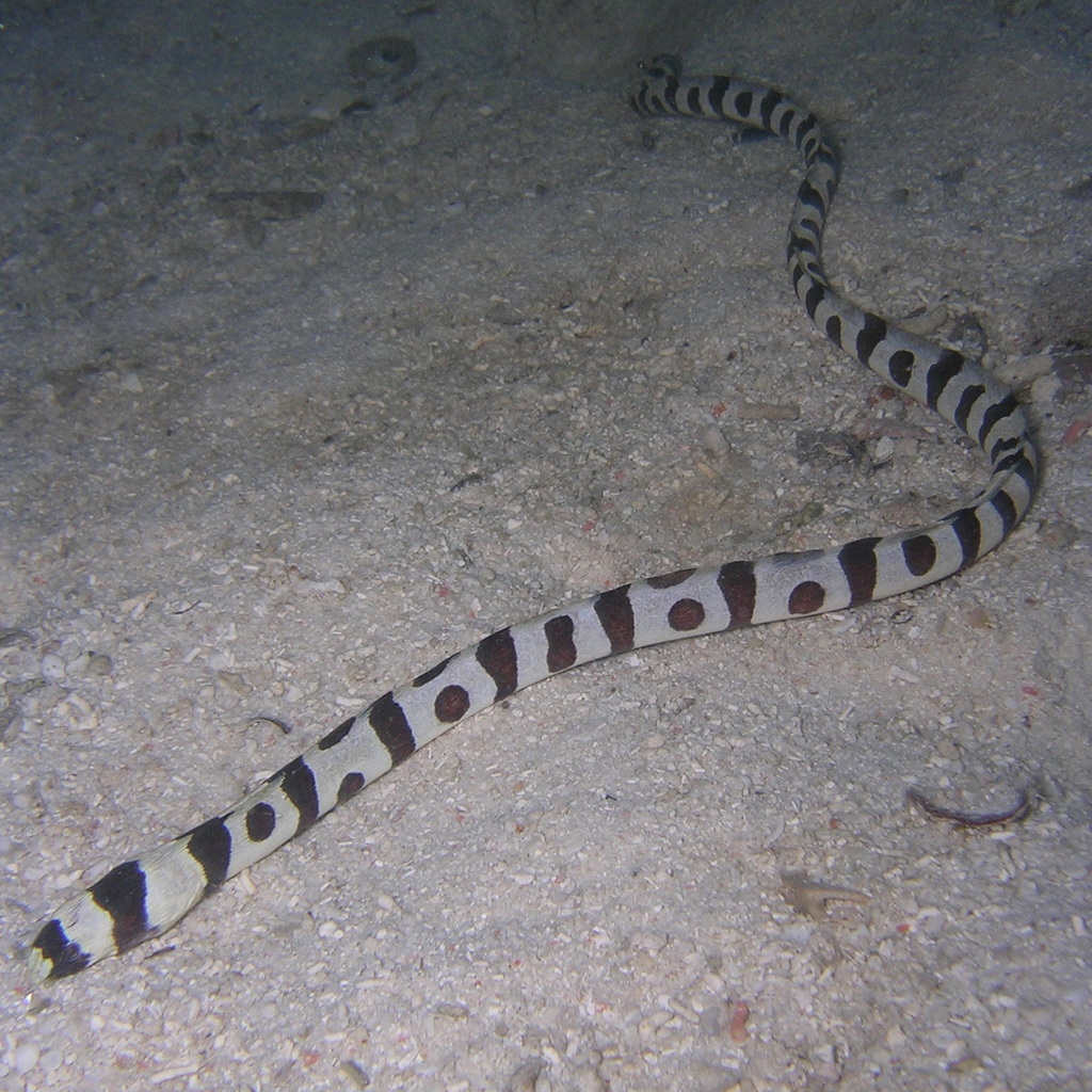Banded Snake Eel