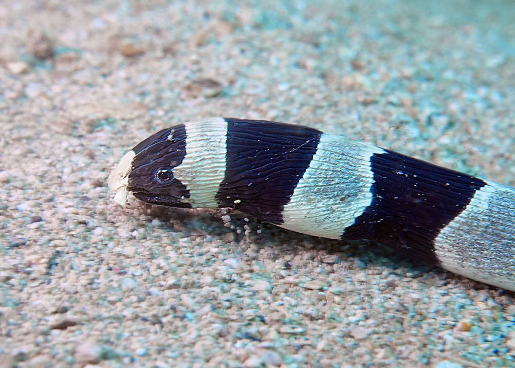 Banded Snake Eel