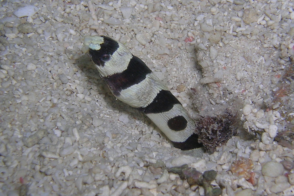 Banded Snake Eel
