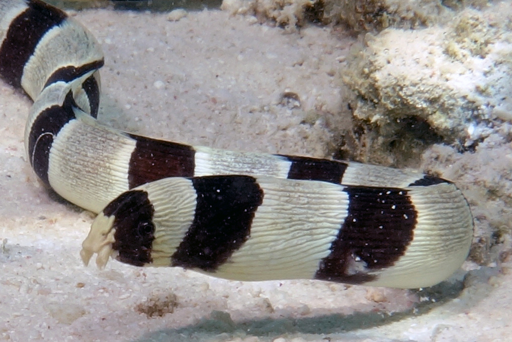 Banded Snake Eel