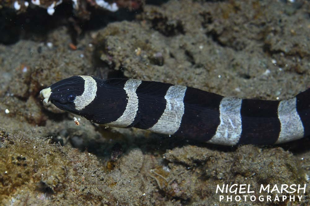 Banded Snake Eel