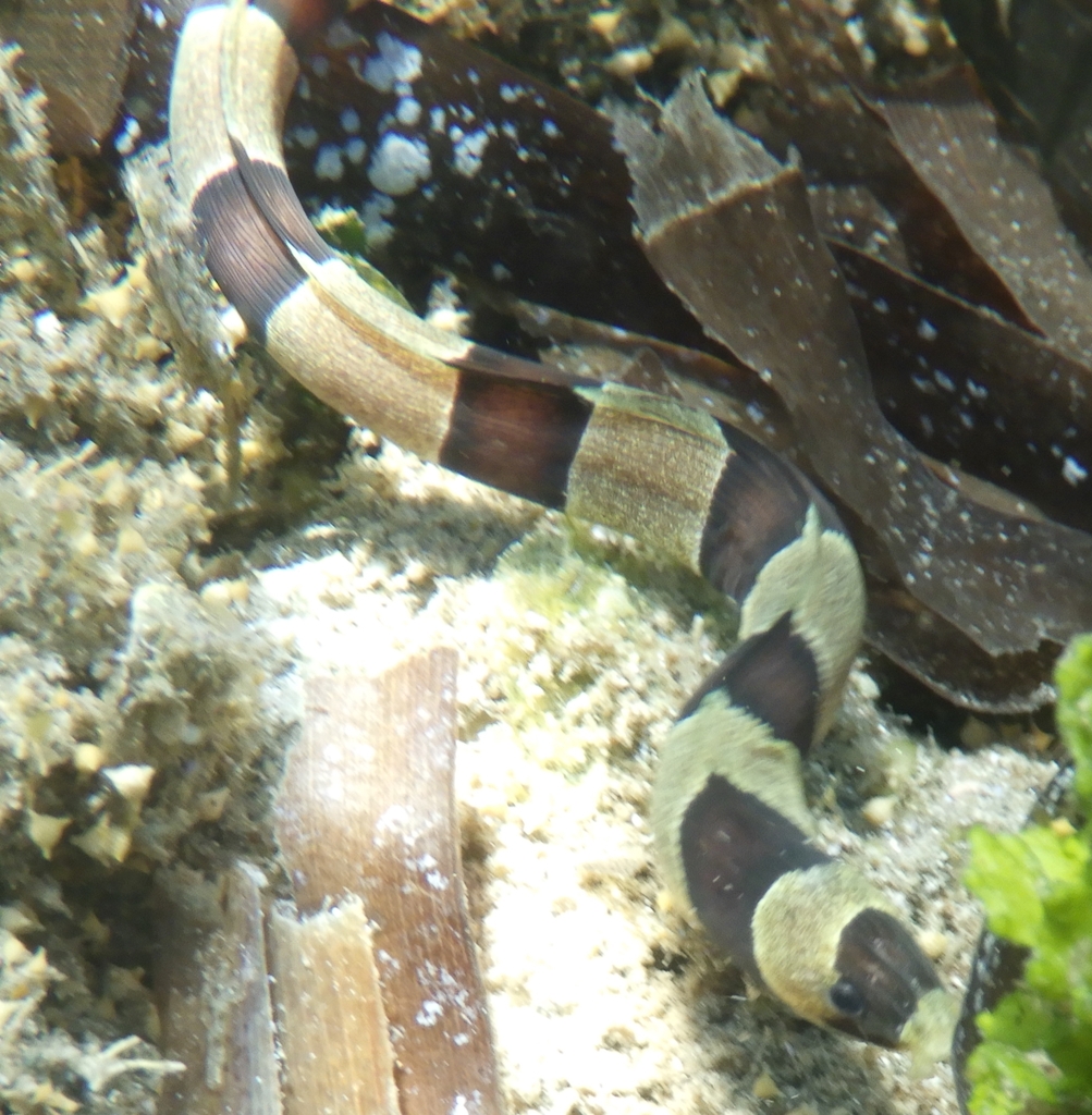 Banded Snake Eel