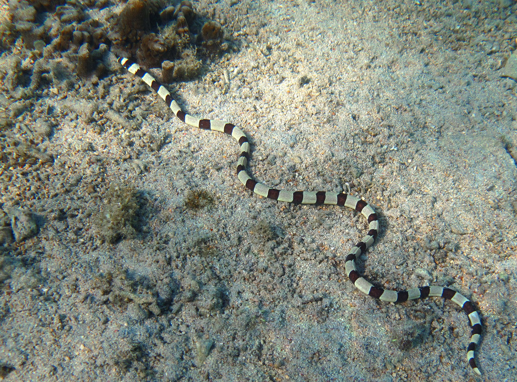 Banded Snake Eel