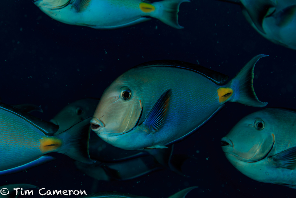 Monrovia Doctorfish