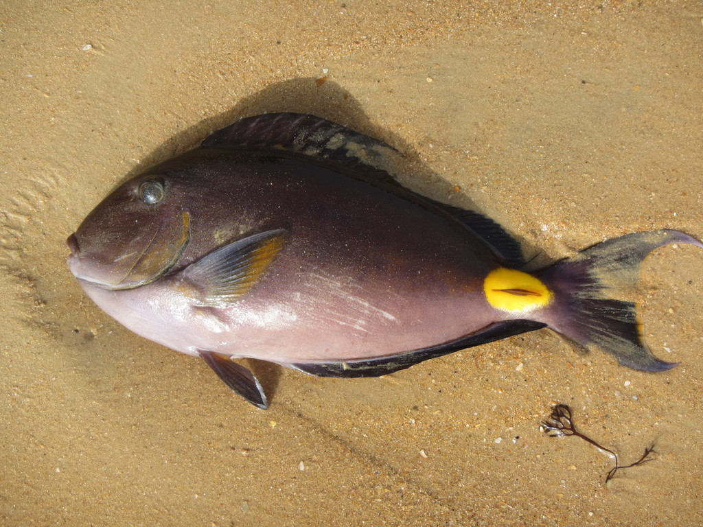 Monrovia Doctorfish