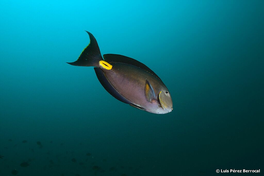 Monrovia Doctorfish