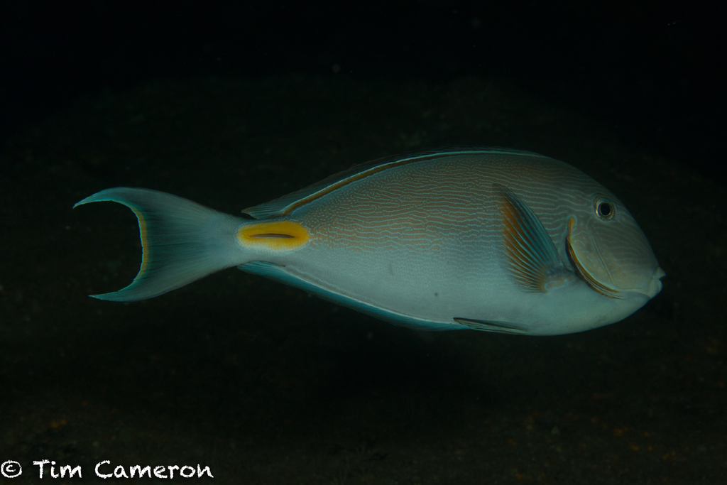 Monrovia Doctorfish