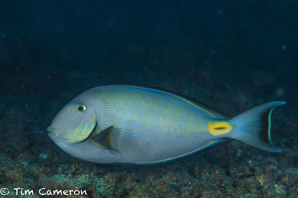 Monrovia Doctorfish