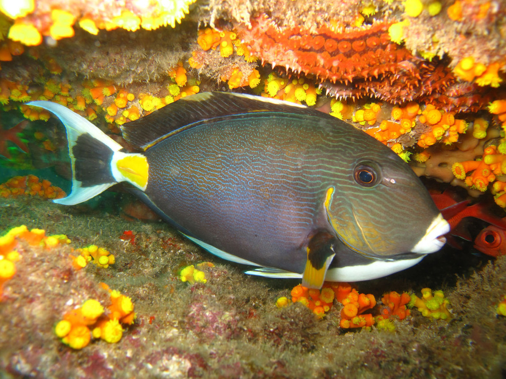 Monrovia Doctorfish