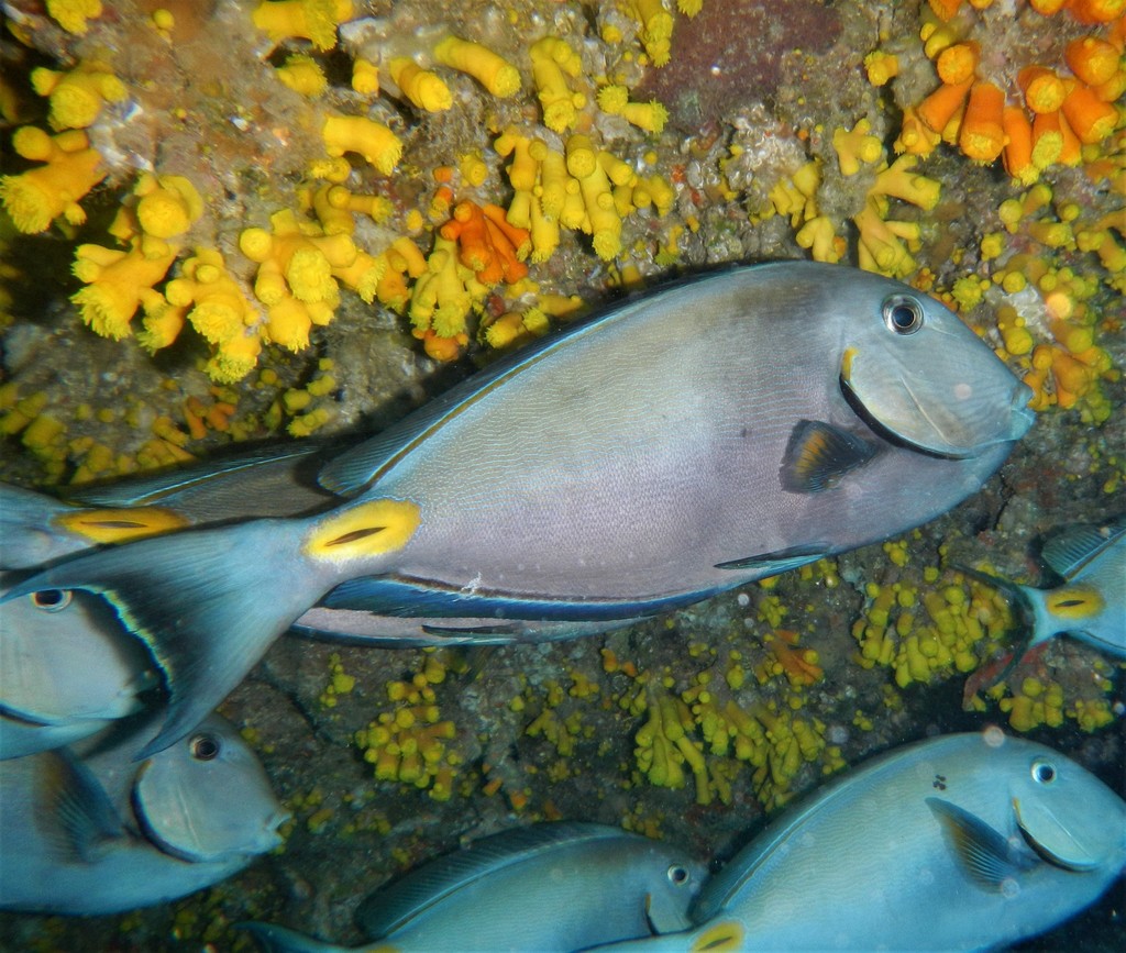 Monrovia Doctorfish