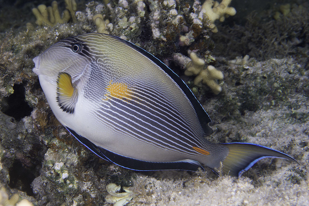 Sohal Surgeonfish