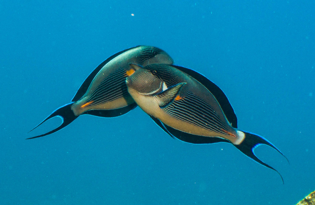 Sohal Surgeonfish