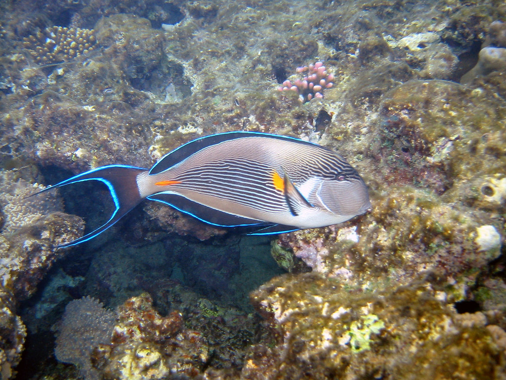 Sohal Surgeonfish