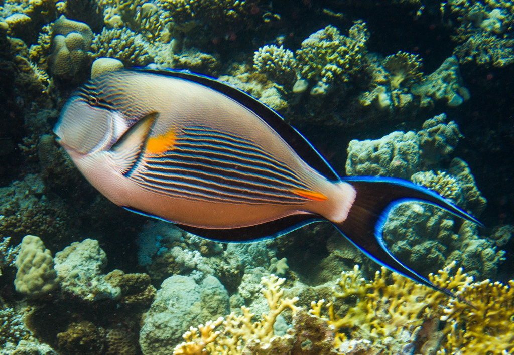Sohal Surgeonfish