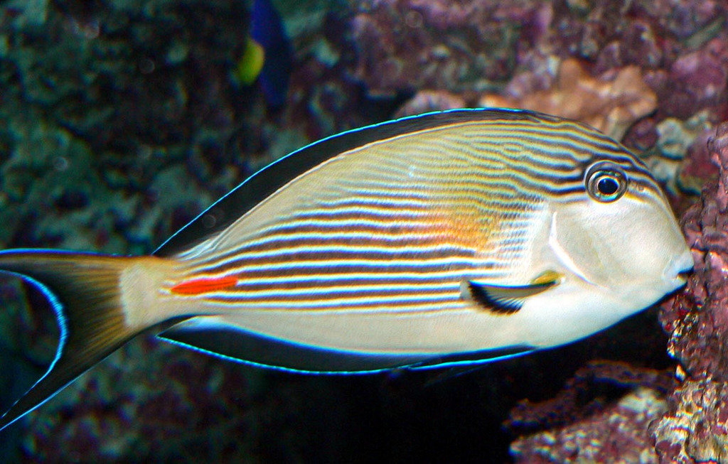 Sohal Surgeonfish