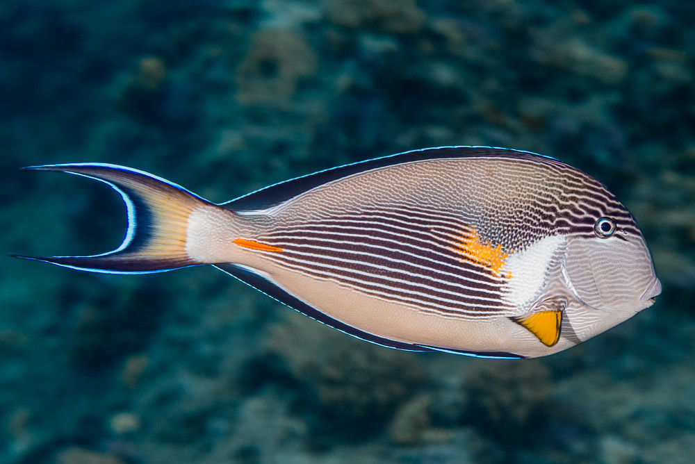 Sohal Surgeonfish