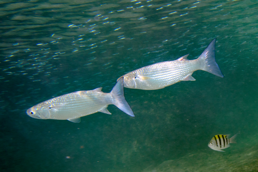 Wartylip Mullet