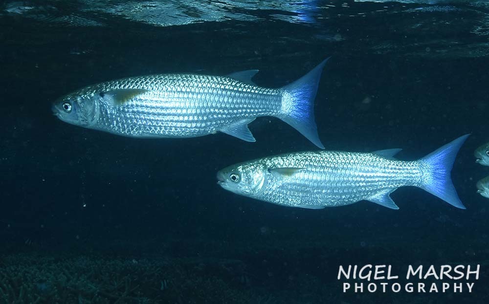 Wartylip Mullet