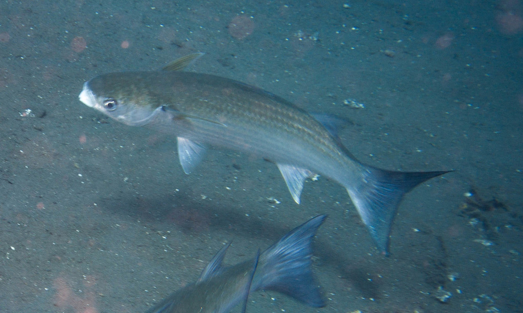 Wartylip Mullet