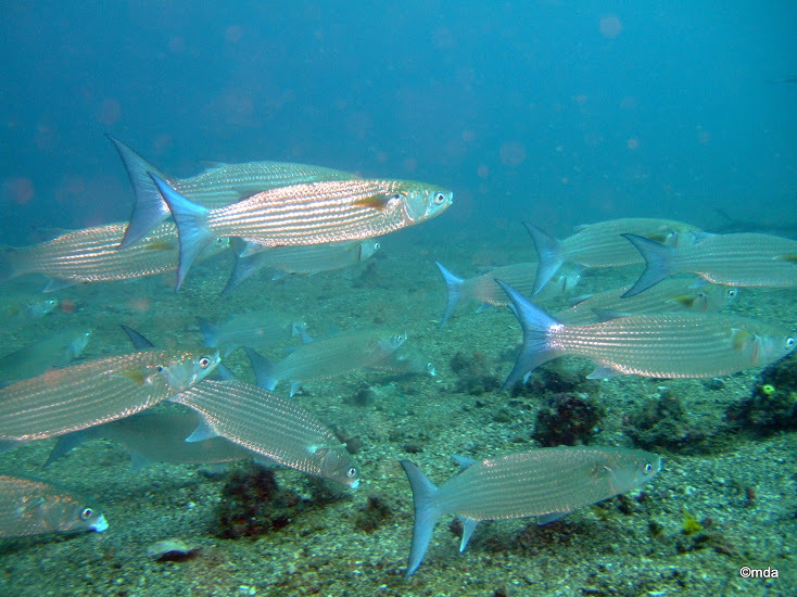 Wartylip Mullet