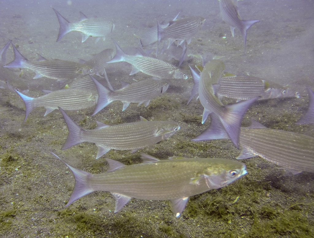 Wartylip Mullet