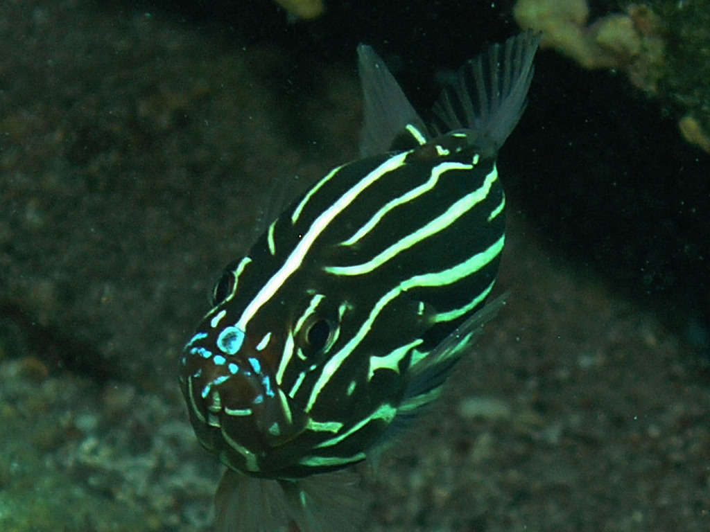 Lined Soapfish